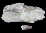 Serrated, Allosaurus Tooth With Sandstone Impression #36385-1